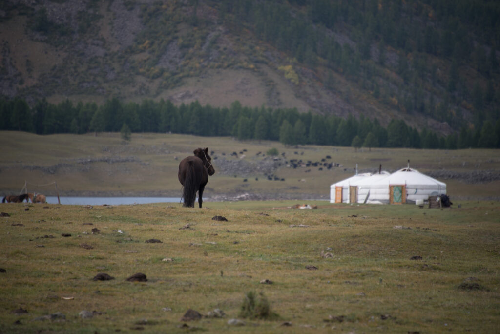 A lone hors standing in the foreground of an open plain with a get